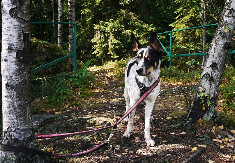 pies przywiązany w lesie