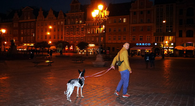 pies we Wrocławiu na smyczy