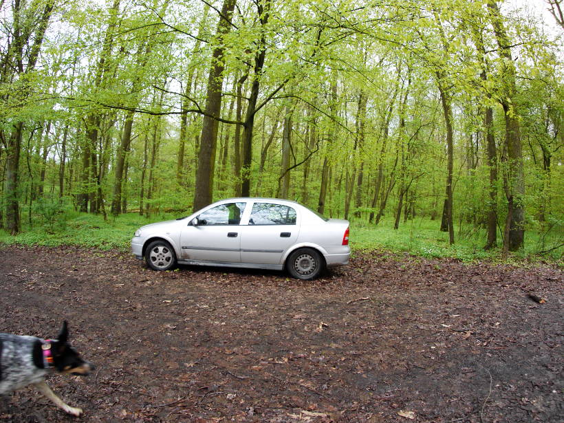 Wjeżdżanie samochodem do lasu