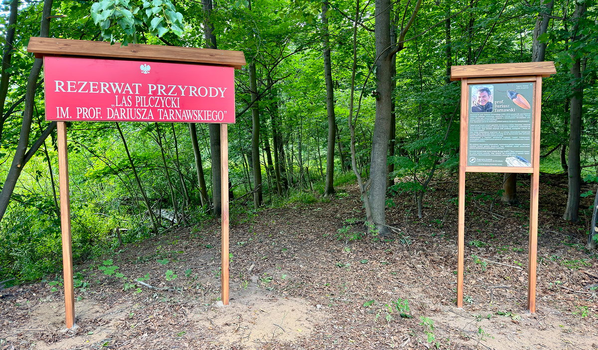 rezerwat Las Pilczycki